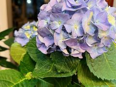 -龙大花卉苗木市场