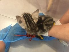 -三花喵·撸猫购宠·宠物生活馆(虹桥南丰城店)