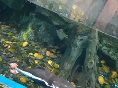 -锦艺城海洋馆