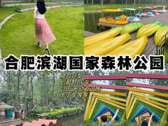 -合肥滨湖国家森林公园