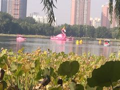 -莲花池公园
