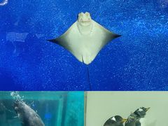 -正佳极地海洋世界
