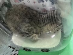 -北京观赏动物医院·24小时大型综合·猫专科·异宠专科