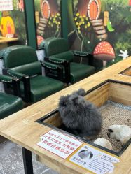 点击看大图 -神奇动物撸宠馆·羊驼·小浣熊·异宠(豫园店)