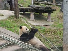 -都江堰中华大熊猫苑