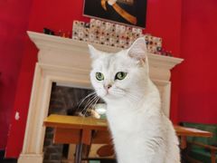 -猫色咖啡·猫咖