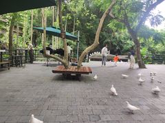 -亚龙湾热带天堂森林公园