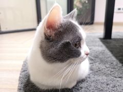 -酷豆宠物咖啡·宠物美食·撸猫馆