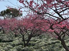 -上海海湾国家森林公园