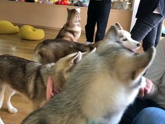 -Husky Go! 哈士奇体验馆·宠物咖啡厅狗咖