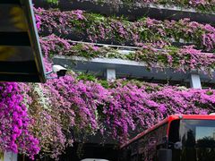 -深圳仙湖植物园