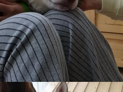 -Husky Go! 哈士奇体验馆·宠物咖啡厅狗咖