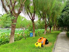 -荷花公园