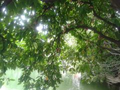 洋蒲桃-东莞市可园博物馆