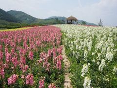 -径山花海