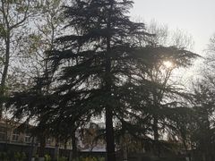 -黄村公园
