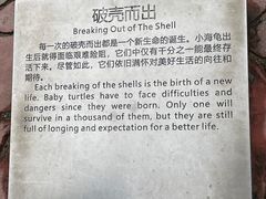-广东惠东海龟国家级自然保护区
