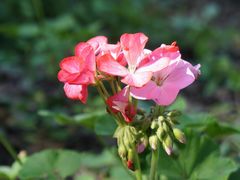 -黑龙江省森林植物园