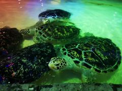 -华夏文旅海洋公园