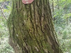 -陕西省红河谷森林公园