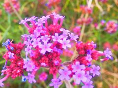 -赛汗塔拉风情园