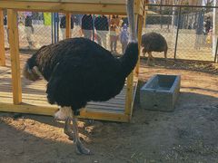 -长白岛森林公园