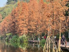 -重庆彩云湖湿地公园