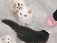 -楼上猫咖(罗湖店)