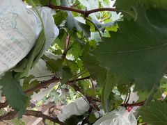 -马陆小张葡萄园农家乐