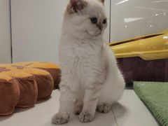 -1013 PET SHOP精品宠物商店(丁香店)