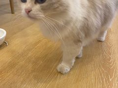 -猫咪派对(江南西店)