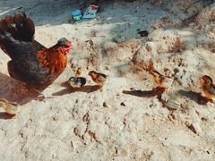 -泉州海丝野生动物世界