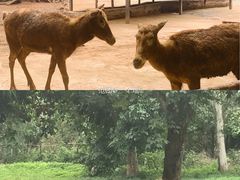 -海南热带野生动植物园