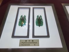 -上海昆虫博物馆