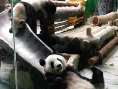 -灵玲国际马戏城