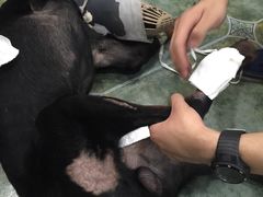 -伟伟宠物医院·CT影像中心·瑞派犬猫综合性门诊(汉口总院)