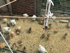 -胜丰草莓采摘园