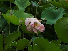 -荔湾湖公园