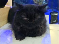 -喵园·猫主题咖啡厅·撸猫·猫咖(国贸店)