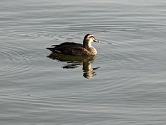 -海珠湖公园