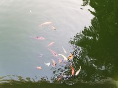 -九龙公园
