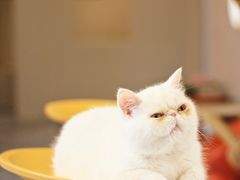 -More Fun猫咖 二十只万元加菲主题