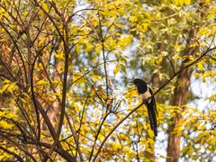 -三里屯东五街银杏大道