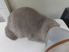 -瑞鹏宠物医院·骨科·猫科·内科(第一中心)