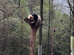 -都江堰中华大熊猫苑