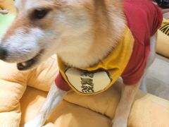 -逗柴咖啡屋·狗咖猫咖宠物桌游