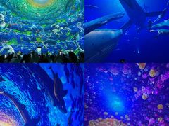 -海合安天津极地海洋公园