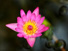 -国家植物园
