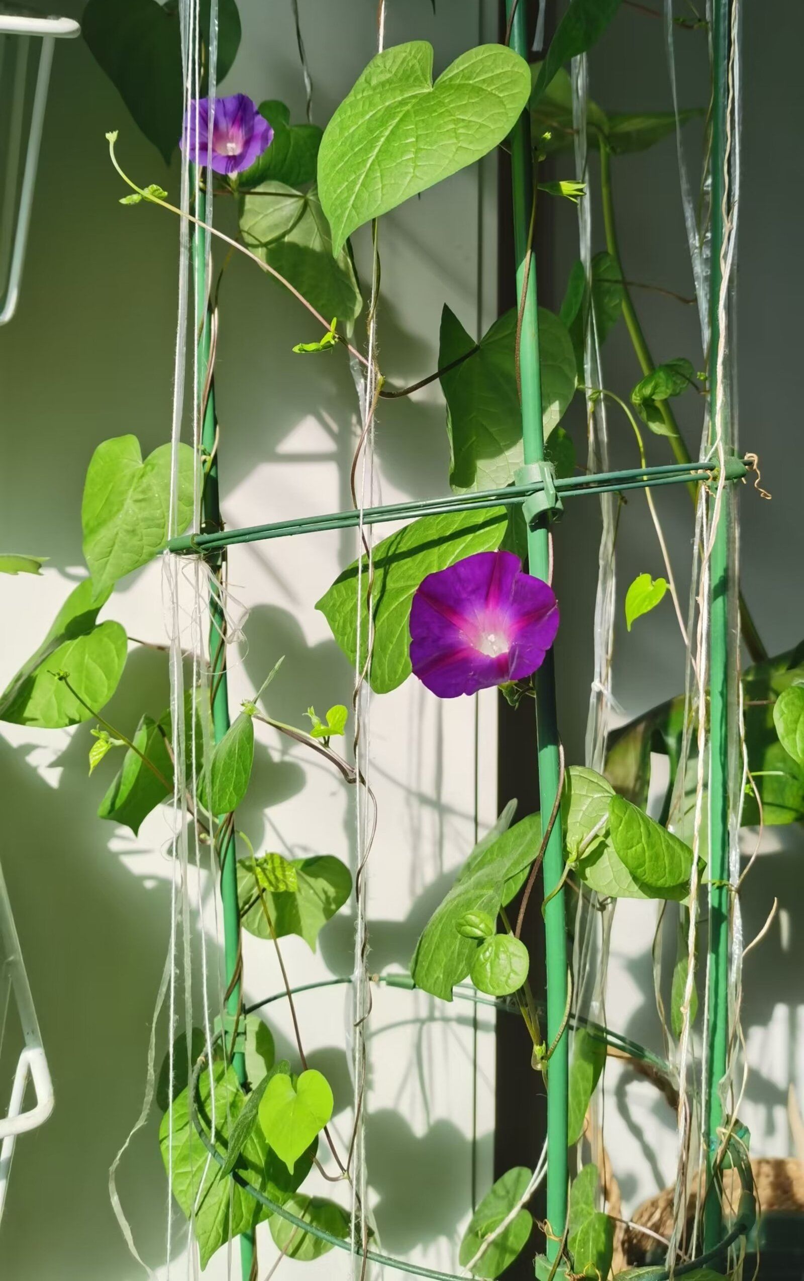 生机勃勃的牵牛花架