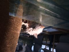 -Sirena海妖日咖夜酒